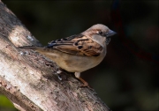 Mascle de Pardal comú (Passer domesticus)