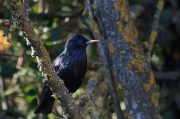 Estornell vulgar (Sturnus vulgaris)