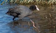 Fotja (Fulica atra)