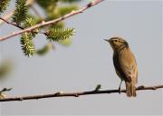 Mosquiter comú (Philoscopus collybita)