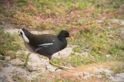 Polla d'aigua (Gallinula chloropus)