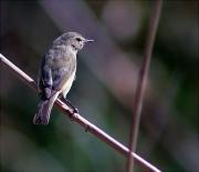 Mosquiter comú (Philoscopus collybita)