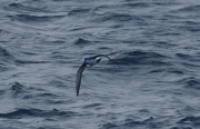 Baldriga capnegra (Puffinus gravis)