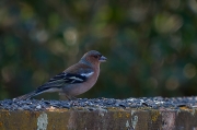 Mascle de Pinsà comú (Fringilla coelebs)