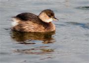 Cabusset (Tachybaptus ruficollis)