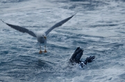 Gavià argentat (Larus michahellis) i Corb marí gros (Phalacrocorax carbo)