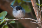 Mascle de Tallarol capnegre (Sylvia melanocephala)