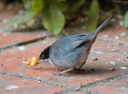 Mascle de Tallarol capnegre (Sylvia melanocephala)