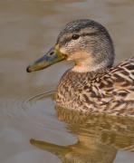 Femella d'Ànec collverd (Anas platyrhynchos)