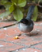 Mascle de Tallarol capnegre (Sylvia melanocephala)