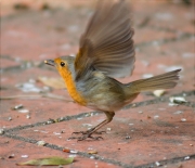 Pit roig (Erithacus rubecola)