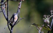 Sit negre (Emberiza cia)