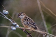 Trist (Cisticola juncidis)