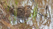 Becadell comú (Gallinago gallinago)