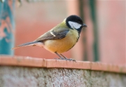 Mallerenga carbonera (Parus major)