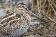 Becadell comú (Gallinago gallinago)