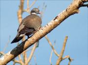 Tudó (Columba palumbus)