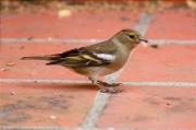 Femella de Pinsà comú (Fringilla coelebs)