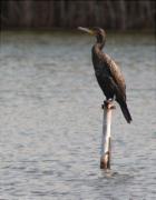 Corb marí gros (Phalacrocorax carbo)