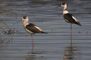 Cames Llargues (Himantopus himantopus) alertes