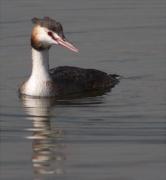 Cabussó emplomallat (Podiceps cristatus)