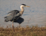 Bernat pescaire (Ardea cinerea)