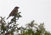 Cruixidell (Emberiza calandra)