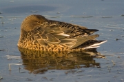 Femella d'Ànec cullerot (Anas clypeata)