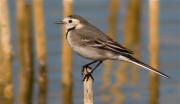 Cuereta blanca vulgar (Motacilla alba)