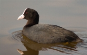 Fotja (Fulica atra)