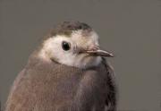 Cuereta blanca vulgar (Motacilla alba)