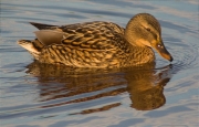 Femella d'Ànec collverd (Anas platyrhynchos)