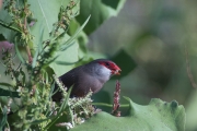 Bec de corall senegalès ( Estrilda astrild )