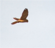 Femella de Xoriguer comú (Falco tinnunculus)