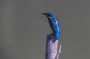 Blauet. Alcedo atthis