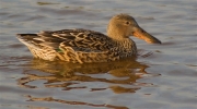 Femella d'Ànec cullerot (Anas clypeata)