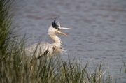 Bernat pescaire (Ardea Cinerea)