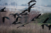 Capó reial (Plaegadis falcinellus)