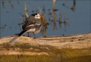 Cuereta blanca vulgar (Motacilla alba)