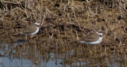 Joves de Corriol petit (Charadrius dubius)