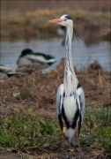 Bernat pescaire (Ardea cinerea)