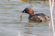 Cabusset (Tachybaptus ruficollis)