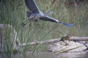 Bernat pescaire (Ardea Cinerea)