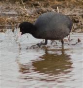 Fotja (Fulica atra)