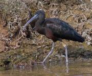 Capó reial (Plegadis falcinellus)