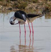 Cames llargues (Himantopus himantopus) 1/3