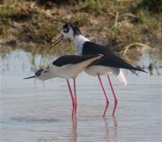 Cames llargues (Himantopus himantopus) 2/3