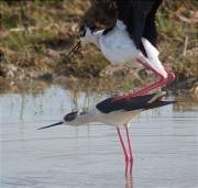 Cames llargues (Himantopus himantopus) 3/3