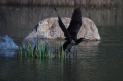 Corb marí (Phalacrocorax carbo)