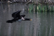 Corb marí (Phalacrocorax carbo)